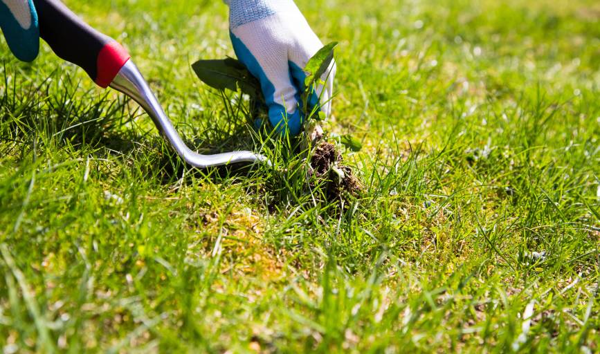 Weed Control